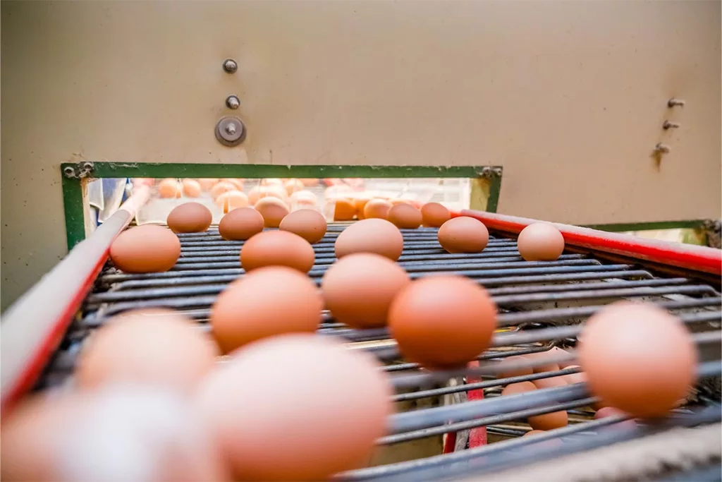 Conditionnement d'oeufs au centre d'emballage